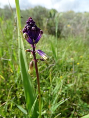 Bellevalia trifoliata