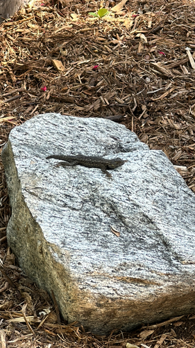 Western Fence Lizard observed by lori_wilson2
