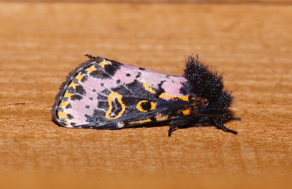 Spanish Moth