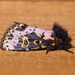 Spanish Moth - Photo (c) Laura Gaudette, some rights reserved (CC BY), uploaded by Laura Gaudette
