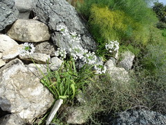 Allium neapolitanum