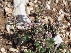 Iberis saxatilis, photograph (c) Louis Aureglia, some rights reserved (CC BY)