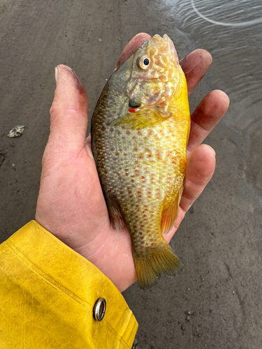Lepomis gibbosus