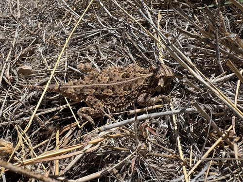 Texas Horned Lizard observed by david-keith