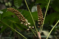 Bersama yangambiensis