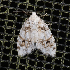 Clemensia ochreata