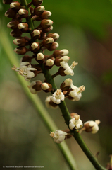 Bersama yangambiensis