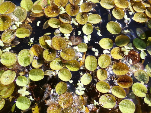 Salvinia minima, photograph 6