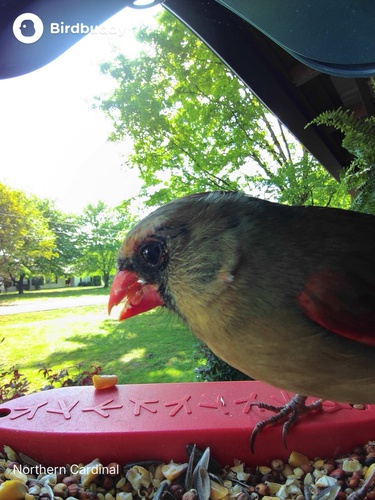 Northern Cardinal observed by harriseli195
