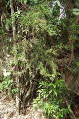Citrus australasica