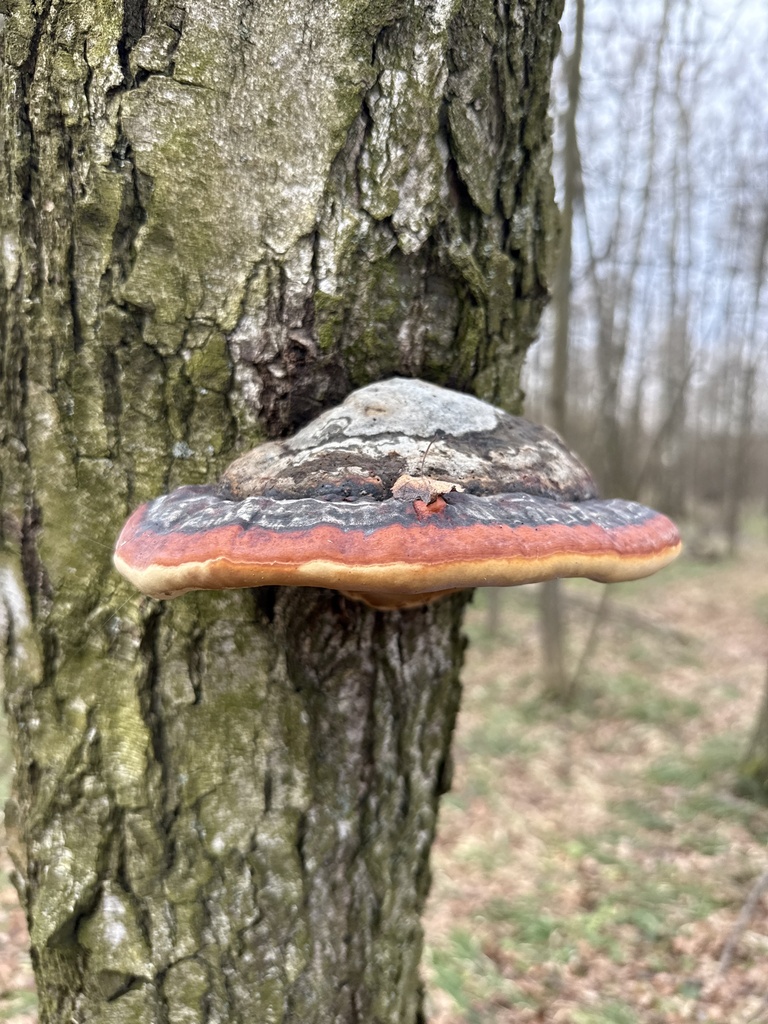 Fomitopsis pinicola · April 2026 · photo: © stanislav_murashkin (iNaturalist, cc-by)