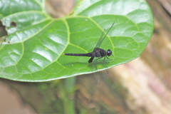 Erythemis attala
