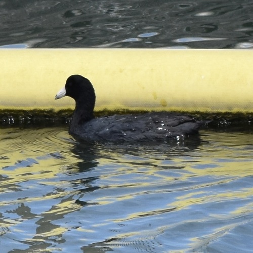 American Coot observed by cae1