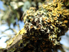 Xanthoriicola physciae