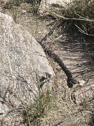 Arizona Black Rattlesnake
