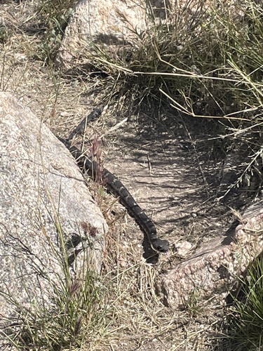 Arizona Black Rattlesnake