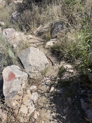 Arizona Black Rattlesnake