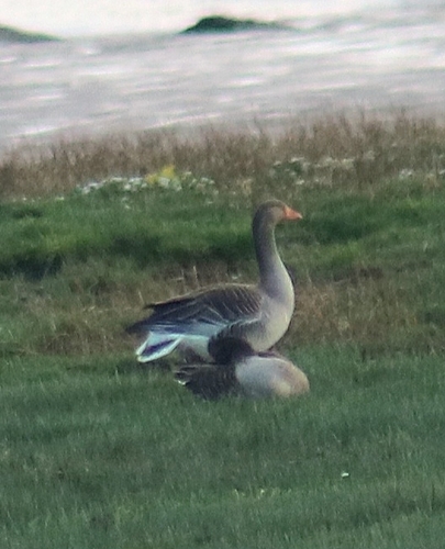 Greylag Goose observed by sabarnisarker