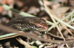 Entrecasteaux's Skink photo 3