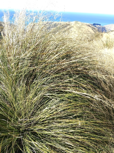 Chionochloa rigida, photograph 4