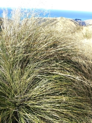 (c) John Barkla, some rights reserved (CC BY) Chionochloa rigida, photograph (c) John Barkla, some rights reserved (CC BY)