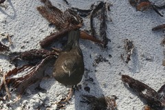 Cinclodes antarcticus