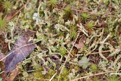 Cladonia rei