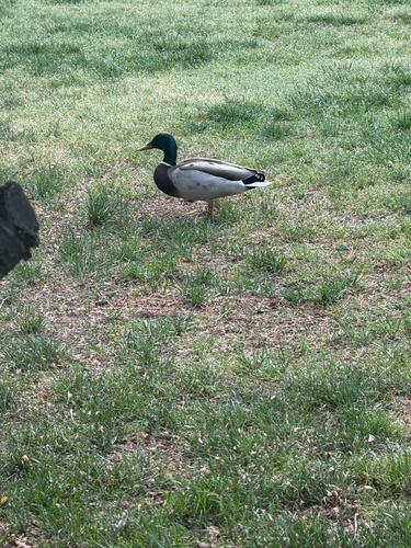 Mallard observed by rhystanley