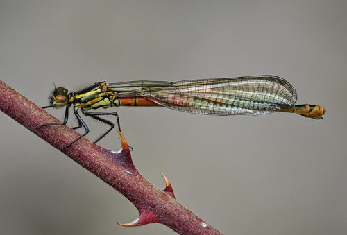 Large red damselfly