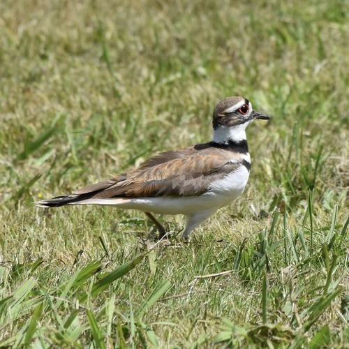 Killdeer observed by cae1