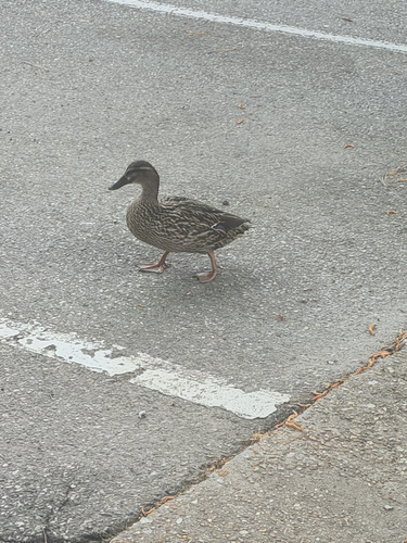 Mallard observed by rhystanley