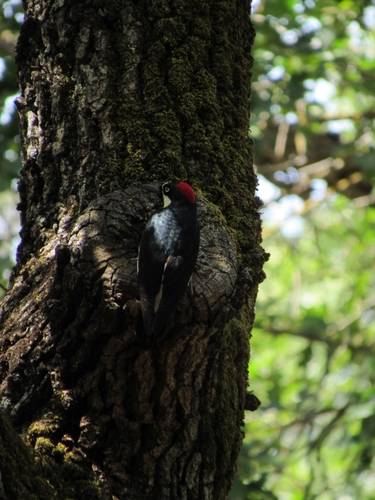 Acorn Woodpecker observed by gabi_m