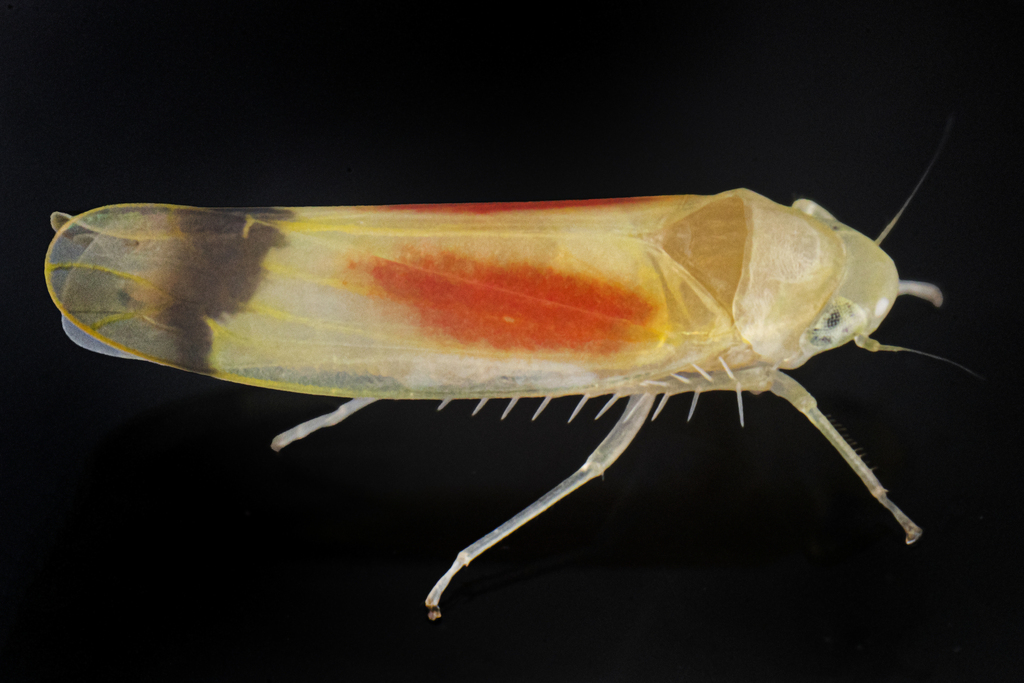 Typhlocyba rubriocellata