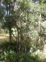 Citrus australasica