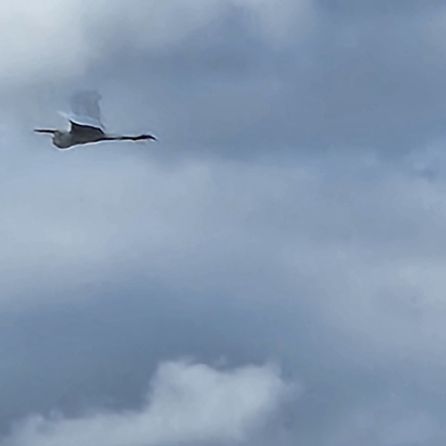 Great Egret observed by tukath