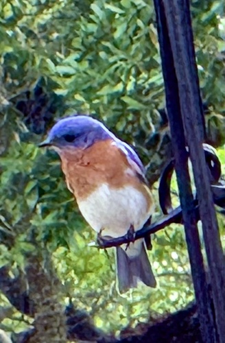 Eastern Bluebird observed by watersprite88