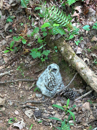 Barred Owl observed by tristanswartout