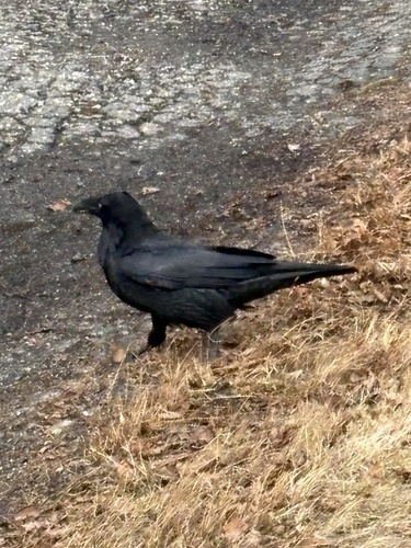 Common Raven observed by dptate