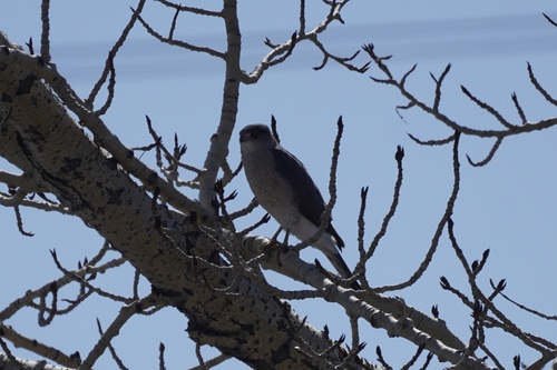 Cooper's Hawk observed by base736
