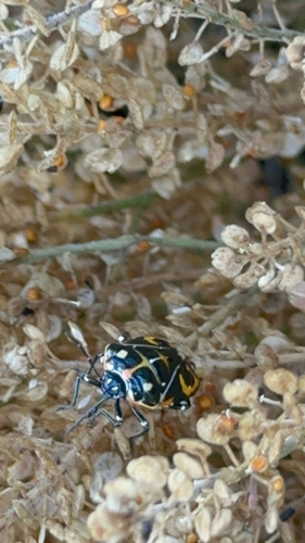 iNaturalist observation photo of Harlequin Bug