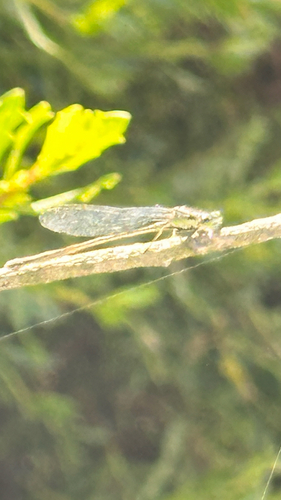 iNaturalist observation photo of Pacific Forktail