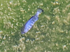 Cyprinodon nevadensis mionectes