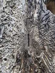Scolytus muticus