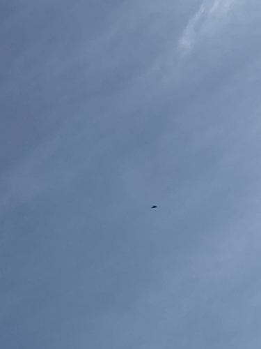 iNaturalist observation photo of Birds