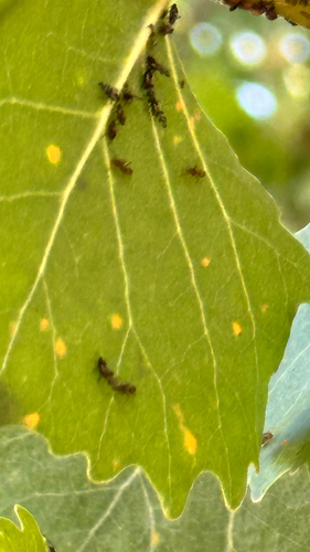 iNaturalist observation photo of Argentine Ant