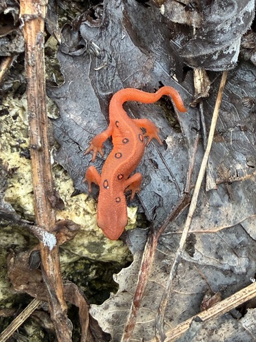 Eastern Newt observed by amdxlt