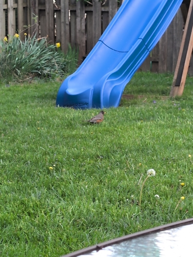 American Robin observed by geoffbcohen