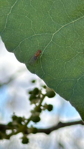 iNaturalist observation photo of Minettia flaveola