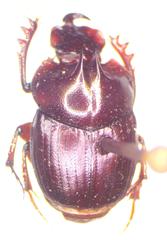 Onthophagus praecellens