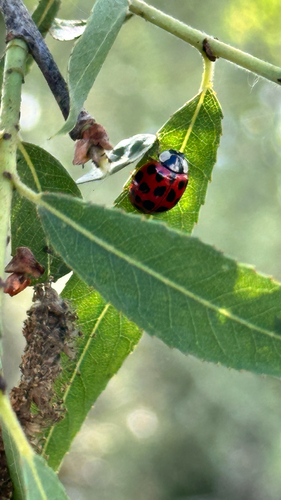 iNaturalist observation photo of Asian Lady Beetle